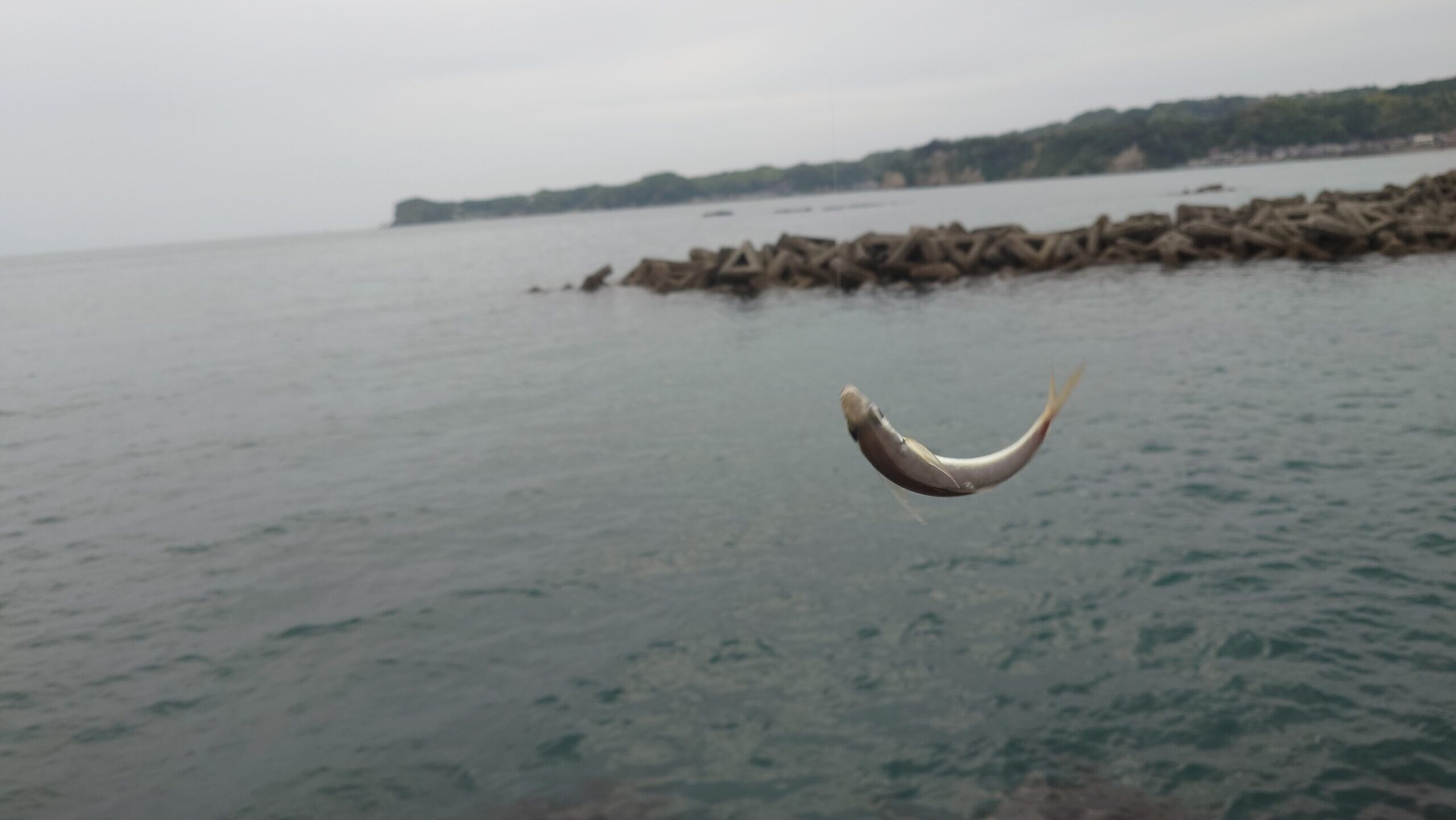 朝マズメのアジングで釣果を伸ばす方法
