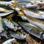 アジングで釣れない状況を打破する方法