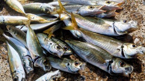 アジングで釣れない状況を打破する方法