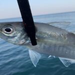アジング　釣れない