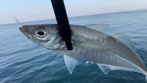 アジング　釣れない