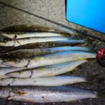 アジングで釣れる魚まとめ！釣り方とロッド活用法も解説