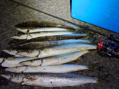 アジングで釣れる魚まとめ！釣り方とロッド活用法も解説