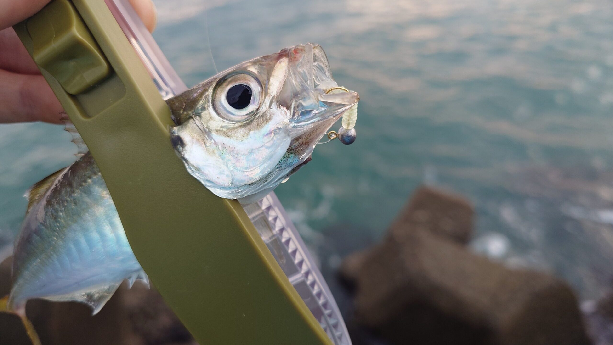 外房アジング 釣れたタイミング
