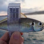 千葉・外房アジング釣行記録・気になる釣果は？