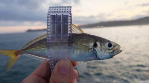 千葉・外房アジング釣行記録・気になる釣果は？