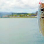 アジングとサビキどっちが釣れる？釣果を伸ばす攻略法