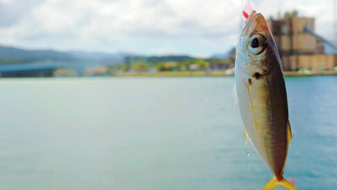 アジングとサビキどっちが釣れる？釣果を伸ばす攻略法