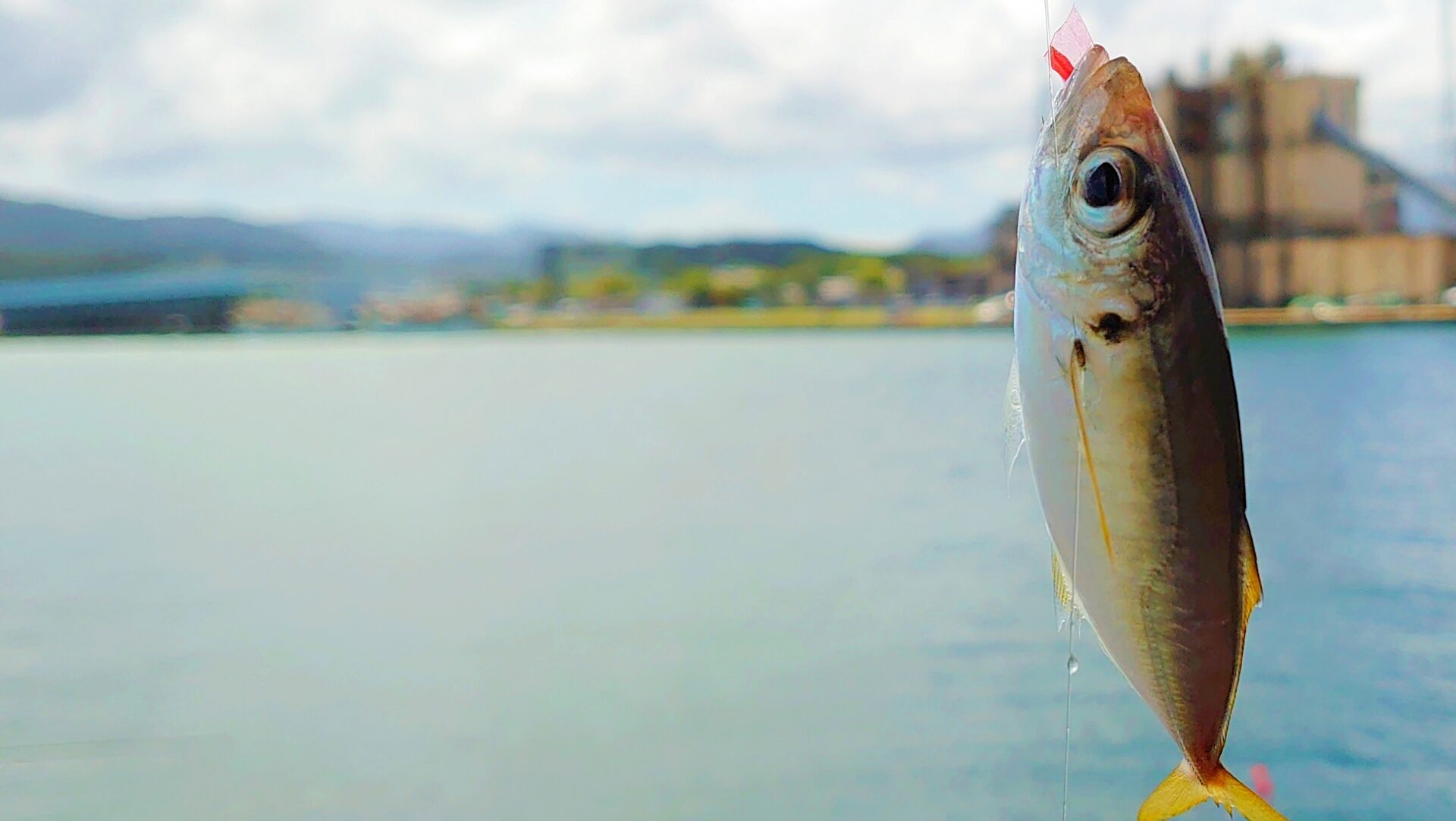 アジングとサビキどっちが釣れる？釣果を伸ばす攻略法