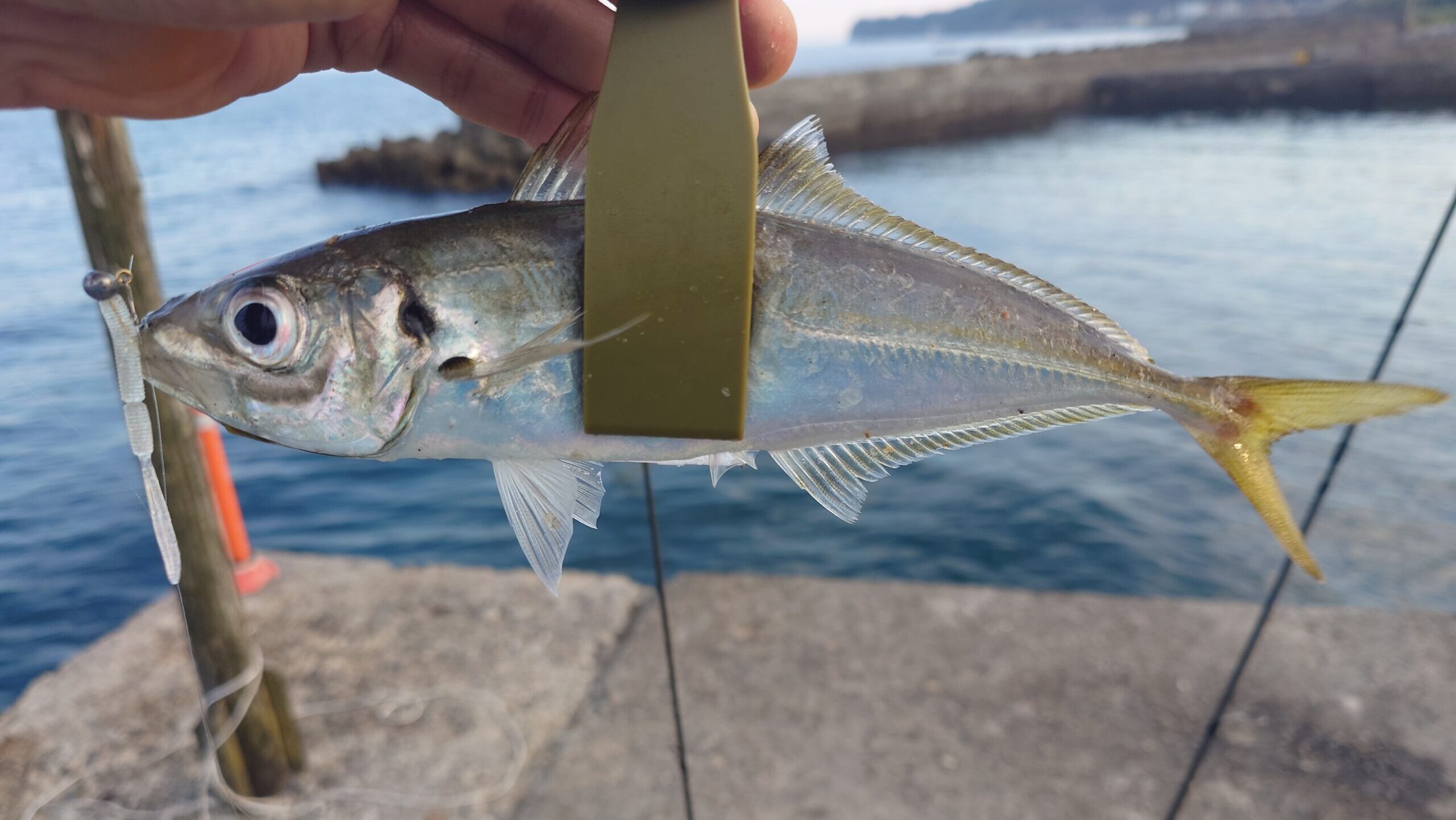 夕マヅメの部：アジの群れを探してランガン