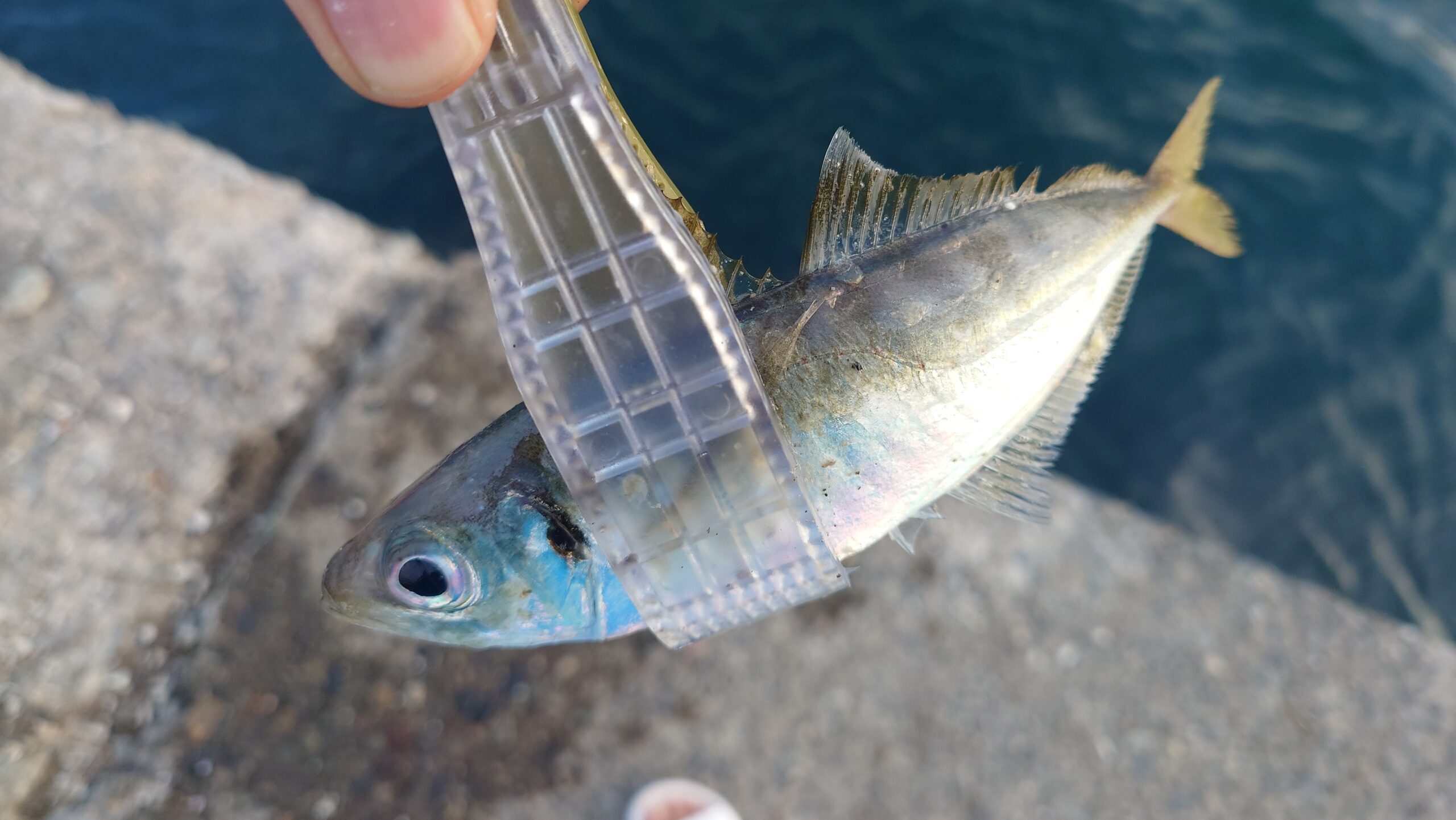 夕マヅメの部：アジの群れを探してランガン2