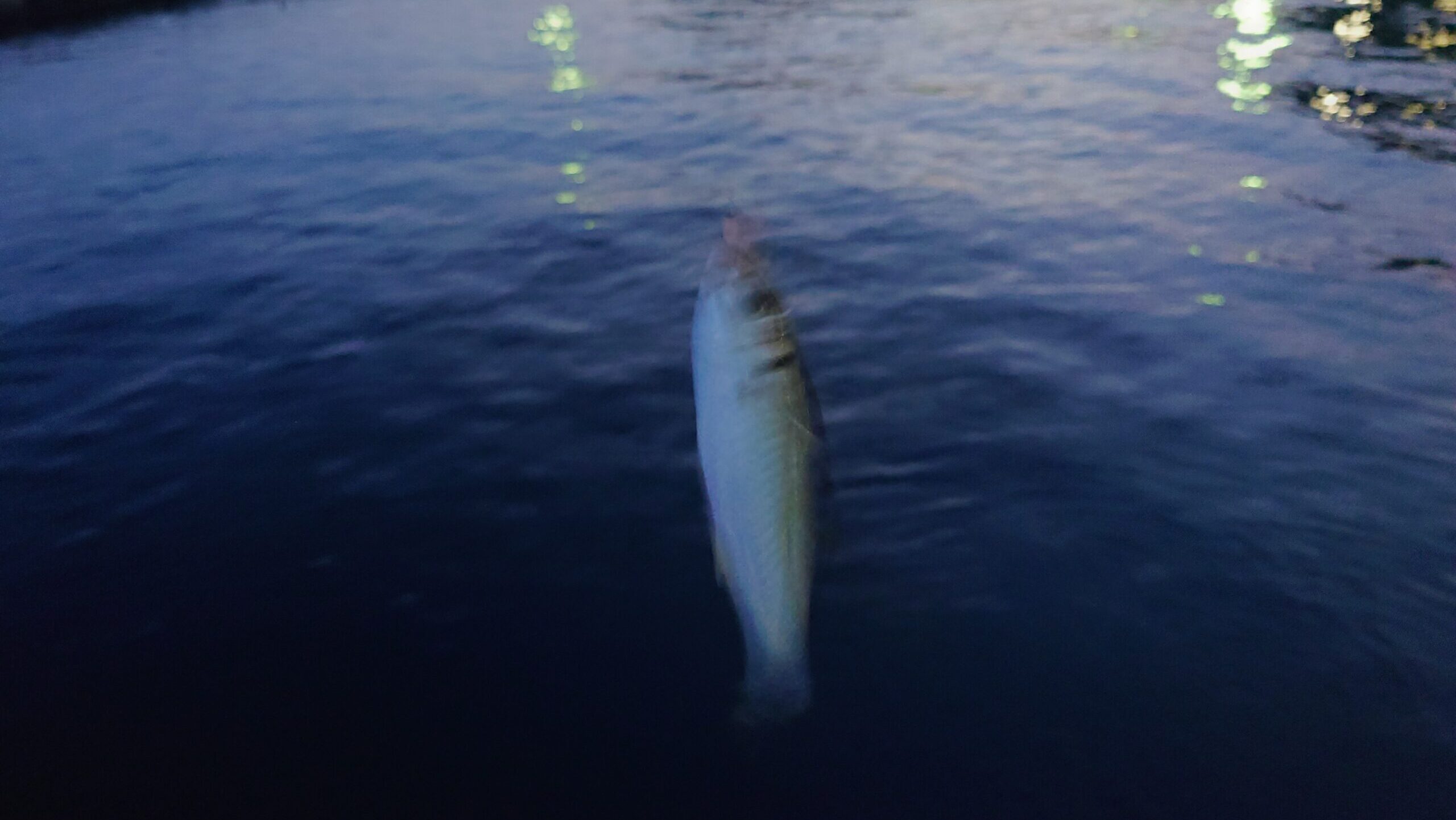 夕マヅメの部：アジの群れを探してランガン3