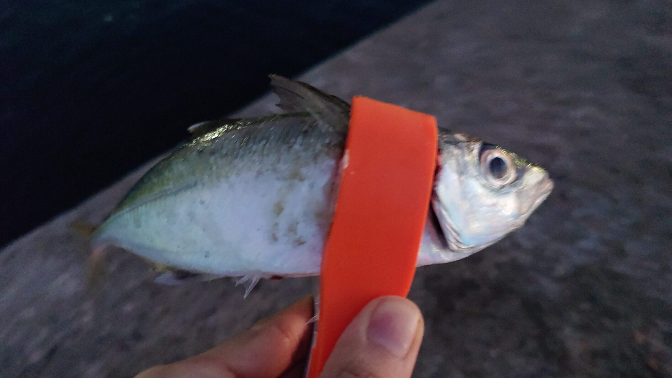 朝マヅメの部：粘りの一匹！