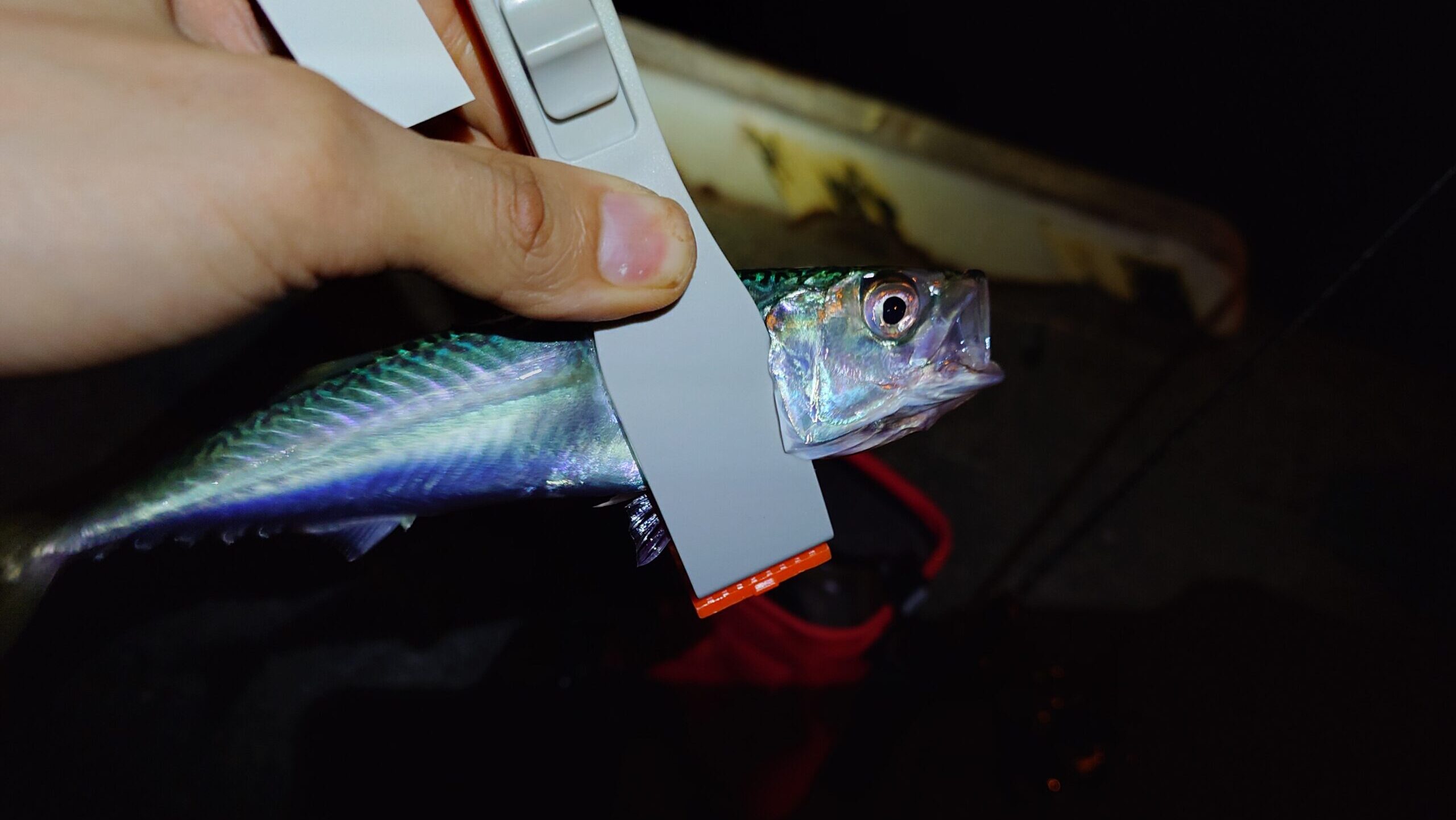 夕マヅメの部：アジの群れを探してランガン4