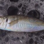 外房アジング釣行記！渋い状況で価値ある一匹を追う・2025年8月下旬