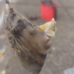 【釣行記録】アジングタックルでカワハギは釣りに挑戦！釣果は如何に