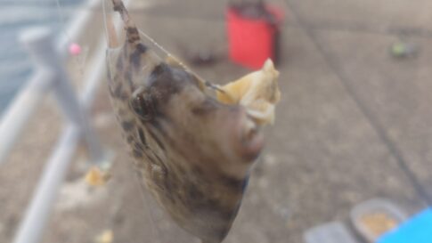 【釣行記録】アジングタックルでカワハギは釣りに挑戦!釣果は如何に