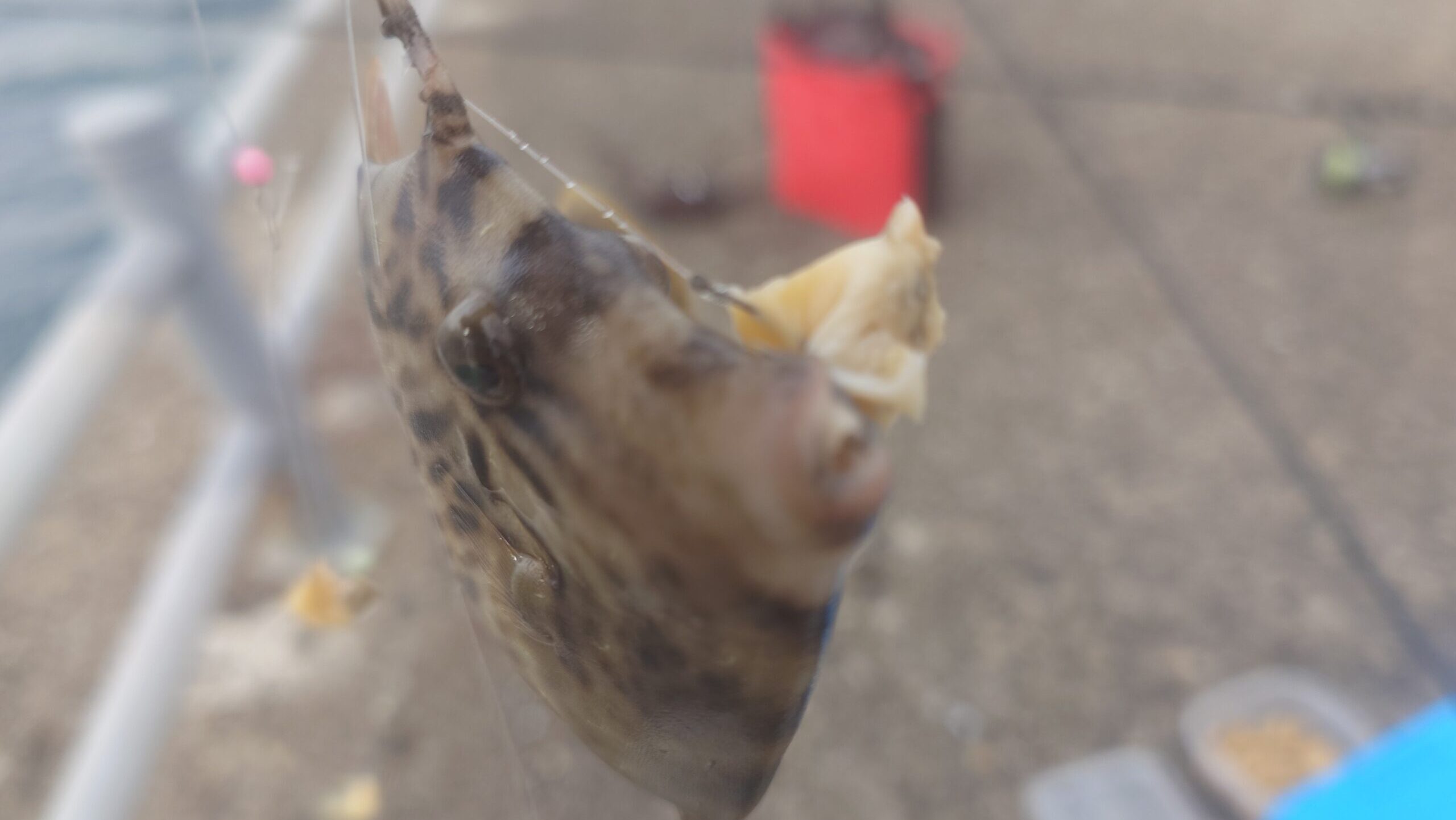 【釣行記録】アジングタックルでカワハギは釣りに挑戦!釣果は如何に