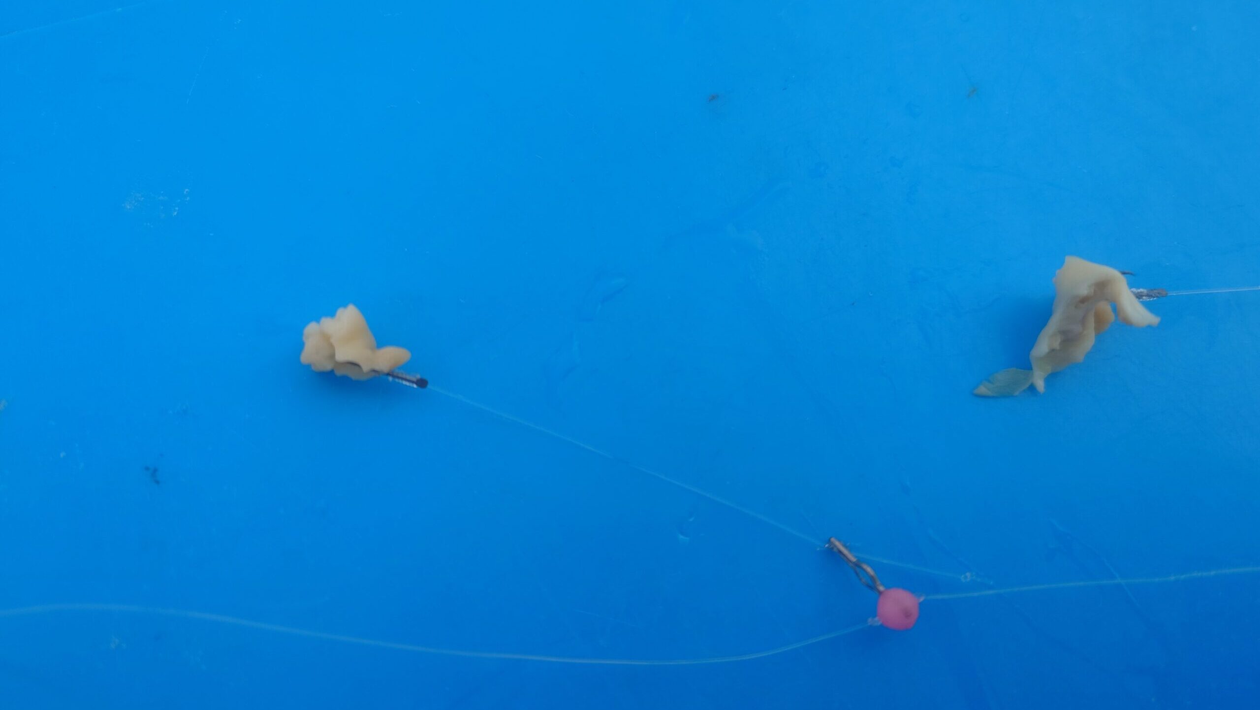 アジングタックルでカワハギ釣り