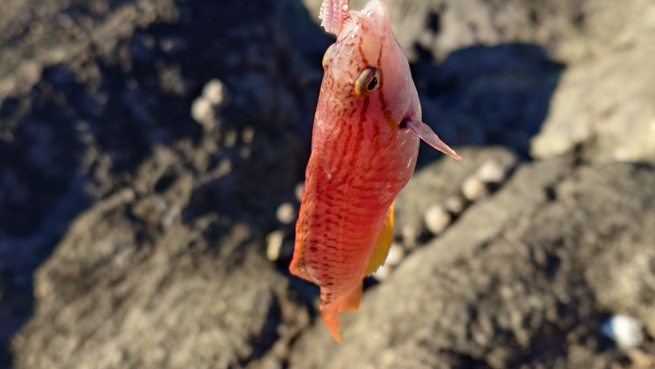 釣れるのはエサ取りばかり