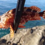 アジングタックルでカワハギ釣りin内房の磯!釣果と収穫を全記録