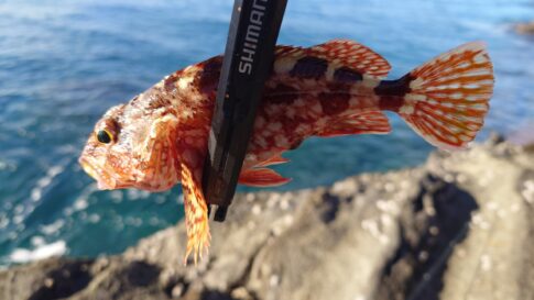 アジングタックルでカワハギ釣りin内房の磯!釣果と収穫を全記録